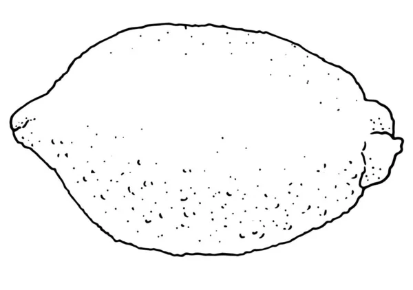 Dessin vectoriel à la main simple Doodle agrumes citron contour noir isolé sur fond blanc — Image vectorielle