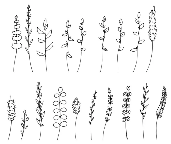 Малюнок лісових трав набір колекції ізольовані графічні Векторні ілюстрації — стоковий вектор