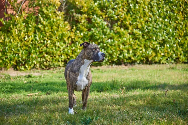 Bahçesinde Portre Köpeği — Stok fotoğraf