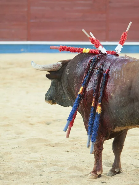Spanish bull in the bullfighting. Power and danger concept. Bull