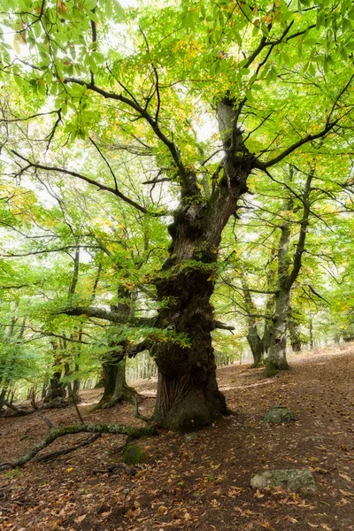 An imposing old chestnut tree in a chestnut grove.