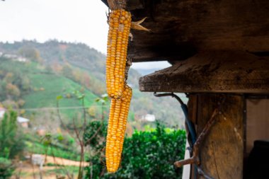 Doğa manzarası ve mısır