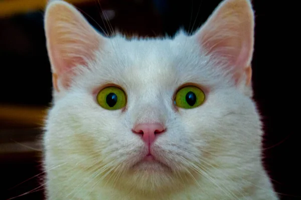 Симпатичний Білий Кіт Обличчя — стокове фото