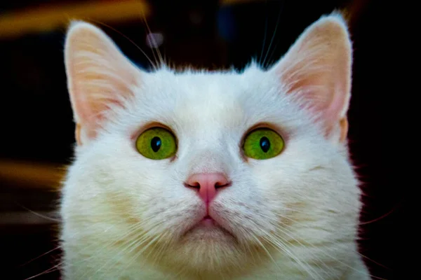 Mignon Visage Chat Blanc — Photo