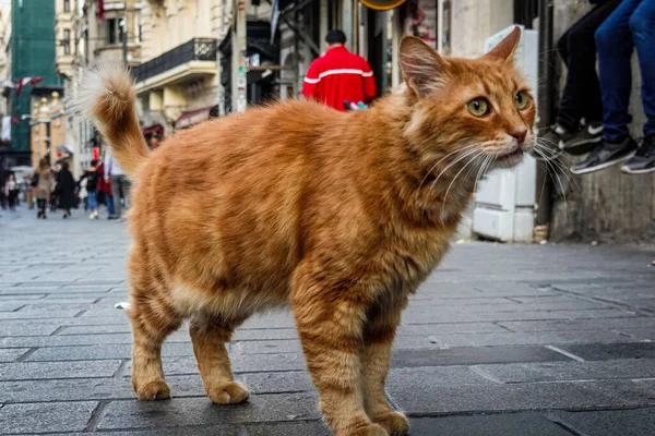 Şirin sarı sokak kedisi.