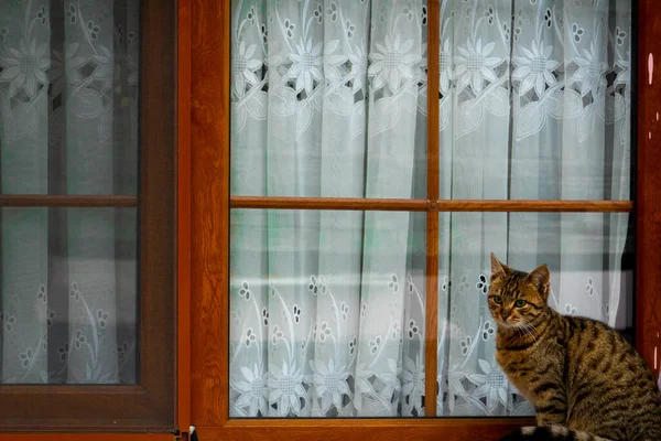 Camın önündeki sevimli kedi.