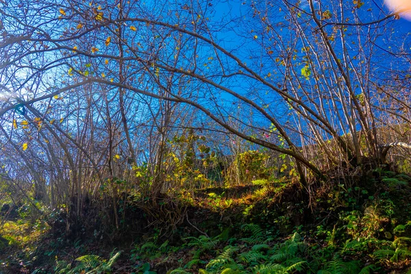 Hazelnut trees in the village