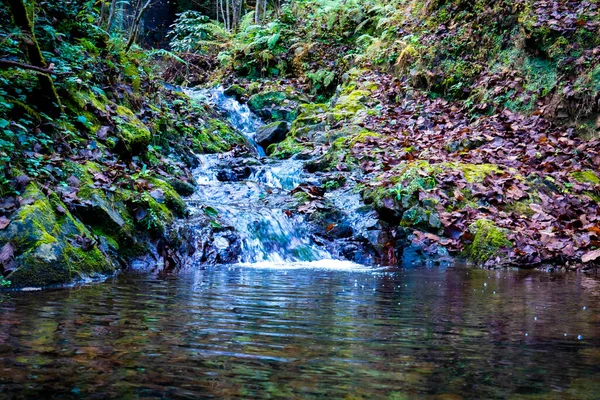 Zielona Przyroda Rzeka — Zdjęcie stockowe