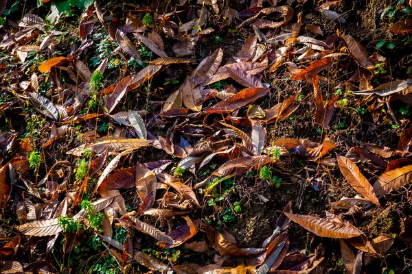 Old Houses Trees — Stock Photo, Image