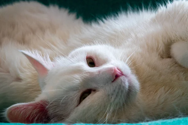 Uyuyan beyaz şirin kedi