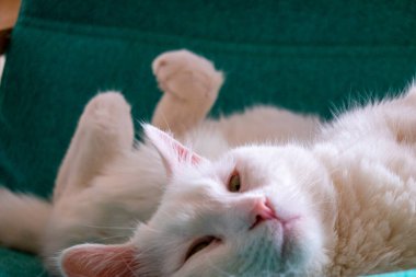 Uyuyan beyaz şirin kedi