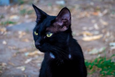 Doğal ortamda sevimli bir kedi.