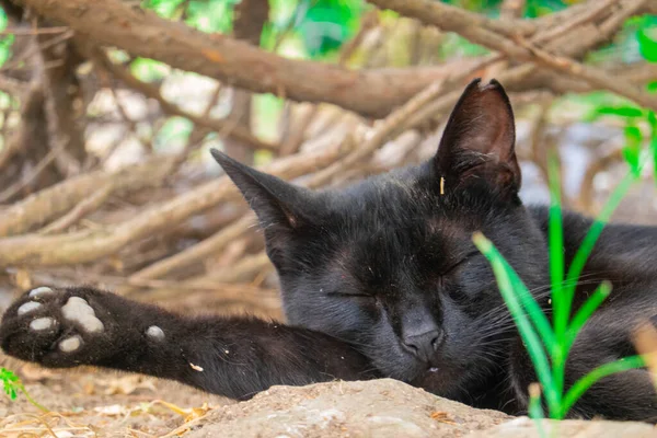 Doğal ortamda sevimli bir kedi.