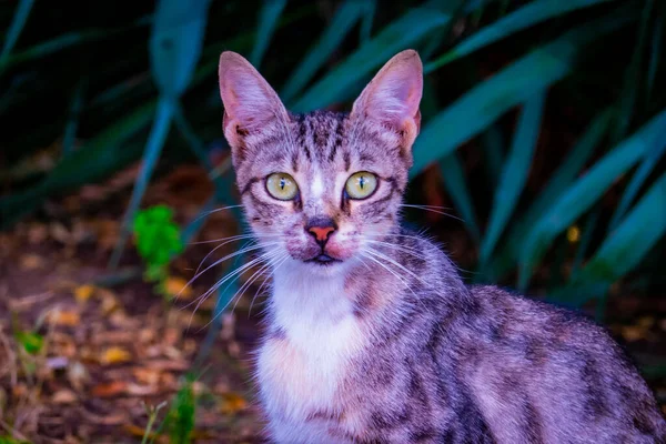 Doğal ortamda sevimli bir kedi.