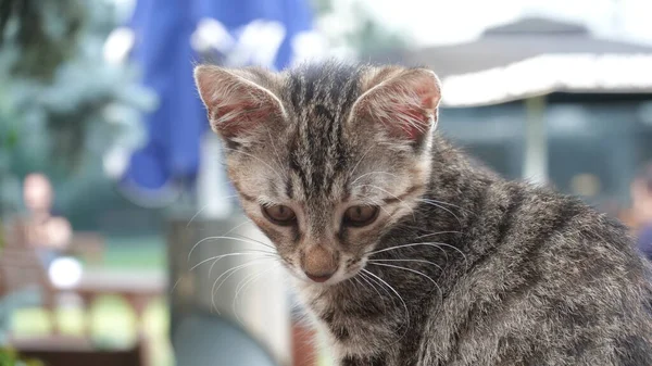 Kedi ve yeşil doğa