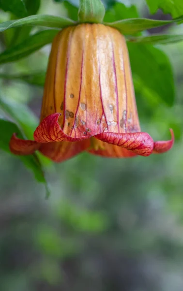 Sarı ve kırmızımsı tonlarda çan çiçekleri