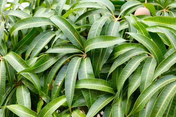 Birçok uzun yeşil yaprağın dokusu