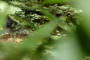 Doğal ortamında sıradan bir kurbağanın portresi