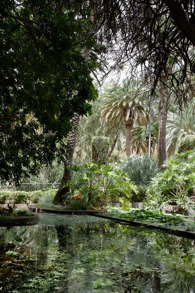 Şehir parkındaki ağaçların ve köklerin karışıklığı