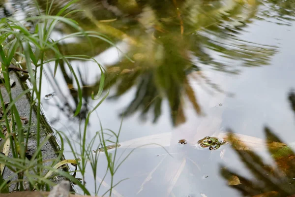 Kurbağa kafasını göle sokuyor.