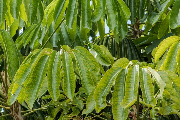 Dikey ve uzatılmış yeşil yaprak dokusu