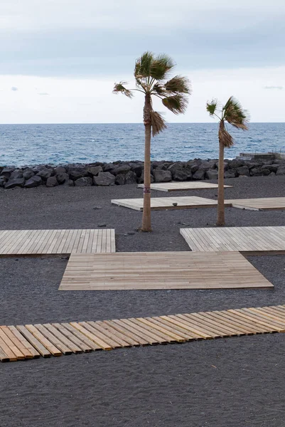 Güzel tropikal sahilde palmiye ağaçları