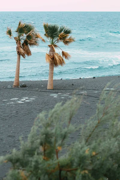 Sahilde iki yalnız palmiye ağacı