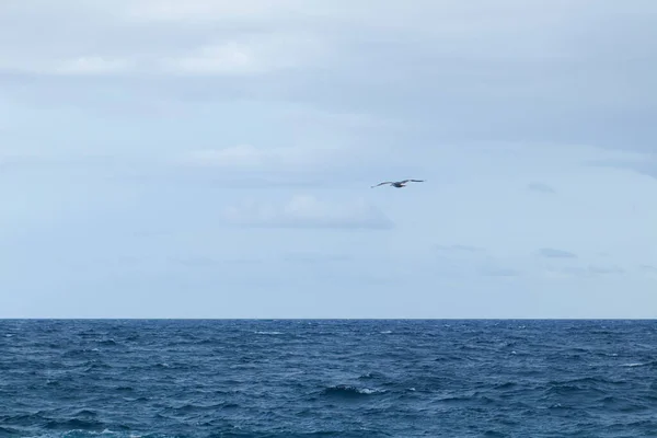 Martı suyun yanında uçuyor.