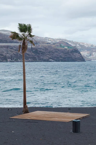 Palmiye ağacı ve çöp kutusu