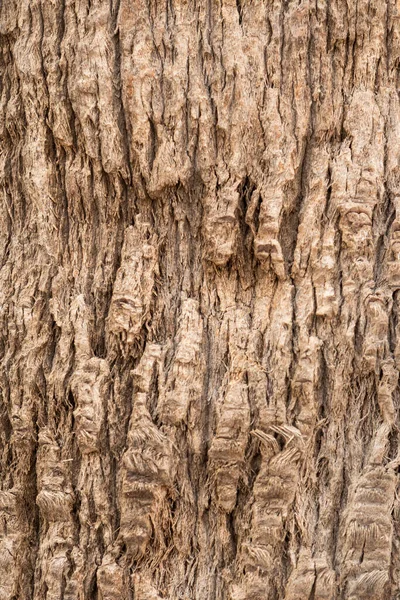 Eski bir ağacın turuncu dokusu