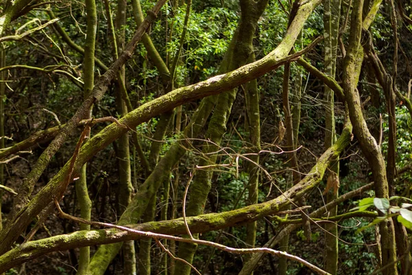 Yeşillik ormanlarda ağaç dalları