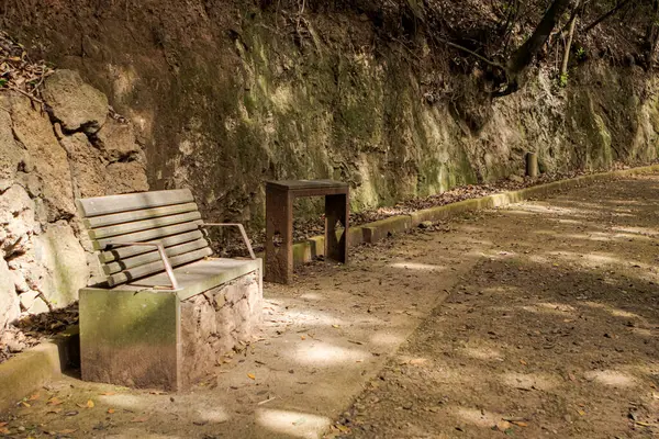 Ormanda ahşap bir bank