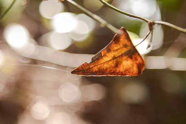 Sonbaharda ağaçtaki kuru yaprağın yakın çekimi