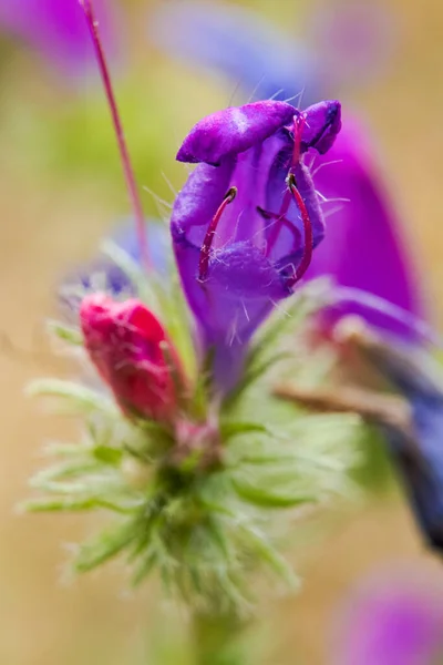 Pistanın mor taç yaprakları soyut