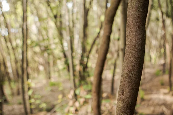 Ön planda ağaç gövdesi ve dağılmış orman