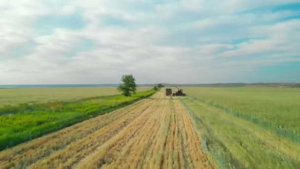 Hasat sürecinin en üst görüntüsü ağır ekipman kullanılarak, bir biçerdöver. Bir biçerdöver tarım arazisinde tahıl mahsulü toplar. Hortumun içinden traktöre akıyor. — Stok video