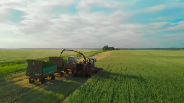 Combine harvester in the field, collects sarps in agricultural land. Forage harvester, cutting silage grass in the field and filling tractor trailer. View from the drone. Beautiful sun glare in the — Stock Video