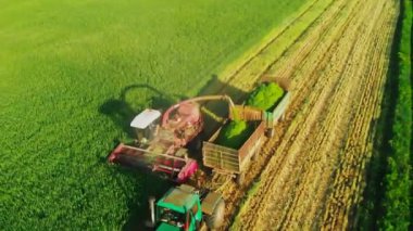Yaz günü, karavanı olan bir traktör güzel yeşil bir tarlada yükleyiciden tahıl boşaltan bir biçerdöver ile birlikte çalışır. Traktörle vitamin otları topluyorum. Yukarıdan görüntüle