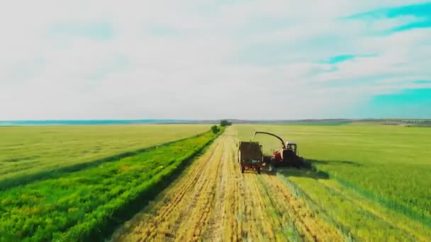 Combina mietitrebbia in campo, raccoglie sarpe in terreni agricoli. Raccoglitore di foraggi, taglio dell'erba insilata nel campo e riempimento rimorchio del trattore. Vista dal drone. Splendido bagliore di sole nel — Video Stock