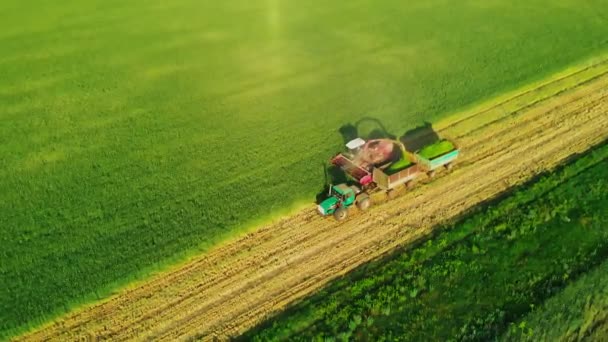 La cosechadora trabaja en conjunto con un tractor y un remolque, recoger el grano para su posterior procesamiento. Vista superior del proceso de cosecha de granos utilizando un tractor con un remolque y una cosechadora. Agricultura — Vídeo de stock