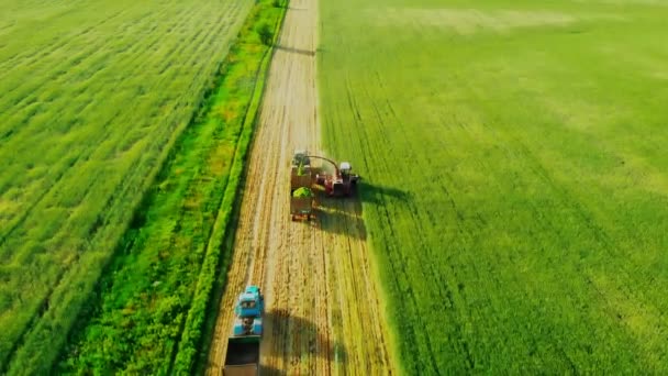 Koncept sklizně, léto. Kombinovaný sklízeč a traktor s přívěsem provádějí sklizeň na zemědělském poli a na boku plodin. Změna náklaďáku plného obilí na traktor s prázdným — Stock video