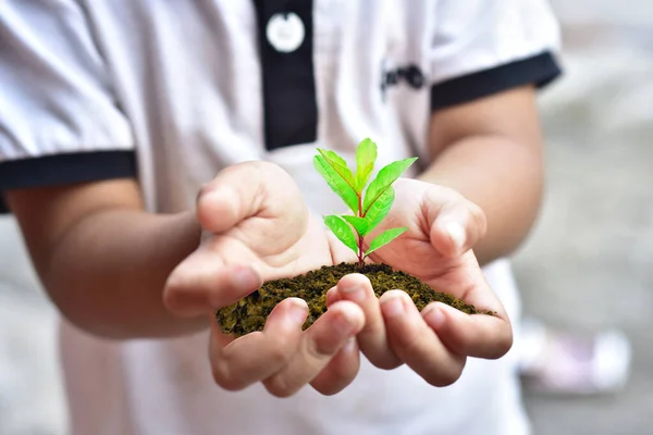 Rapazinho Segurando Jovem Planta Mudas Nas Mãos Imagem Grande Resolução — Fotografia de Stock