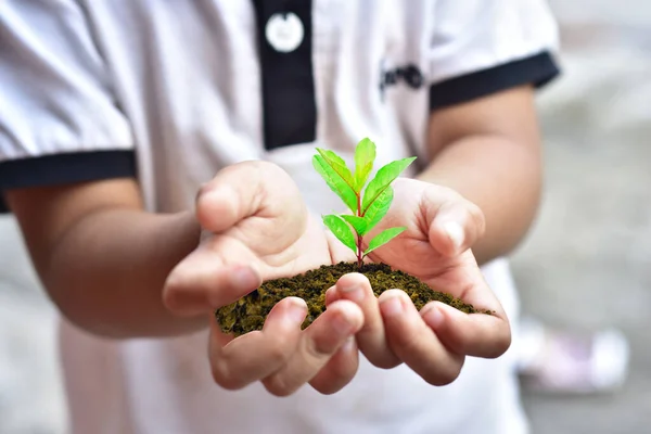 Küçük Çocuk Elinde Seedling Bitkisini Tutuyor Resim Büyük Çözünürlük Duvar — Stok fotoğraf