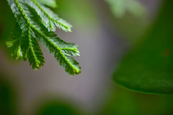 Vue Rapprochée Nature Belle Fougère Sur Fond Verdure Floue Dans — Photo