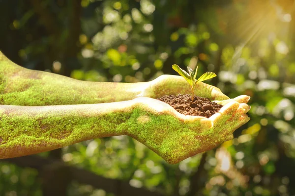 Planta Crescendo Solo Com Mão Segurando Sobre Sol Raios Luz — Fotografia de Stock
