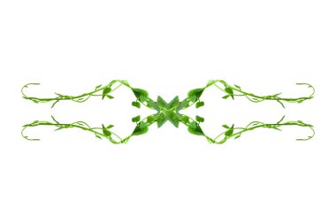 Çiçek Tasarımı. Kırpılmış orman sarmaşıkları, kalp şeklinde yeşil yapraklı liana bitkisi, beyaz arka planda izole edilmiş, kırpma yolu da dahil. HD Resim ve Büyük Çözünürlük. arkaplan ve duvar kağıdı olarak kullanılabilir