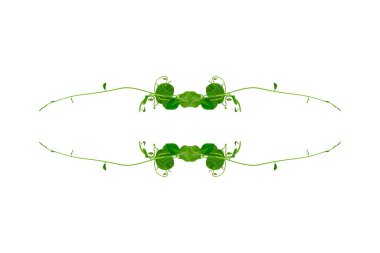 Çiçek Tasarımı. Kırpılmış orman sarmaşıkları, kalp şeklinde yeşil yapraklı liana bitkisi, beyaz arka planda izole edilmiş, kırpma yolu da dahil. HD Resim ve Büyük Çözünürlük. arkaplan ve duvar kağıdı olarak kullanılabilir