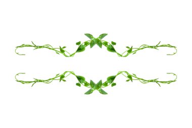 Çiçek Tasarımı. Kırpılmış orman sarmaşıkları, kalp şeklinde yeşil yapraklı liana bitkisi, beyaz arka planda izole edilmiş, kırpma yolu da dahil. HD Resim ve Büyük Çözünürlük. arkaplan ve duvar kağıdı olarak kullanılabilir