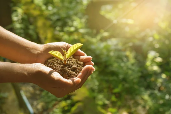 Plant Growing Soil Hand Holding Sun Sunlight Ray Concept New — Stock Photo, Image