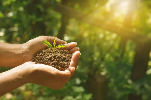 Planta Crescendo Solo Com Mão Segurando Sobre Sol Raios Luz — Fotografia de Stock